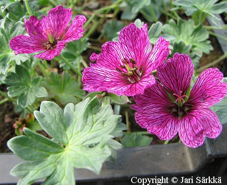 Geranium cinereum 'Purple Pillow', etelnkurjenpolvi